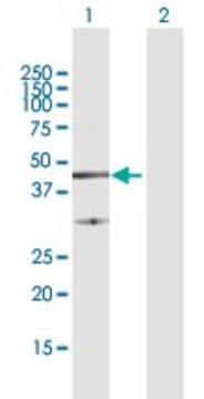 Anti-FAIM3 antibody produced in rabbit purified immunoglobulin, buffered aqueous solution