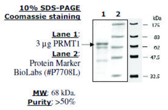 PRMT1 human recombinant, expressed in E. coli, &#8805;50% (SDS-PAGE)