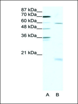 Anti-SOX9 antibody produced in rabbit IgG fraction of antiserum