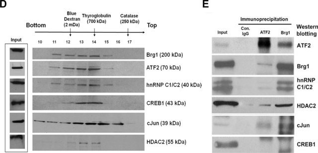 Anti-HDAC2 Antibody, clone 3F3 clone 3F3, Upstate&#174;, from mouse