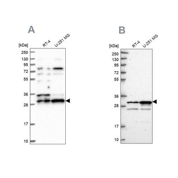 Anti-HAUS1 antibody produced in rabbit Prestige Antibodies&#174; Powered by Atlas Antibodies, affinity isolated antibody, buffered aqueous glycerol solution