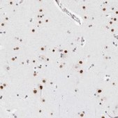 Anti-C1orf162 antibody produced in rabbit Prestige Antibodies&#174; Powered by Atlas Antibodies, affinity isolated antibody, buffered aqueous glycerol solution
