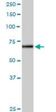 Anti-IL12RB2 antibody produced in rabbit purified immunoglobulin, buffered aqueous solution