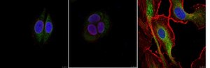 Anti-Calnexin Antibody, clone AF8 clone AF8, from mouse