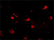 Anti-RKHD4 antibody produced in rabbit affinity isolated antibody, buffered aqueous solution
