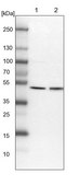 Anti-ATG4A antibody produced in rabbit Prestige Antibodies&#174; Powered by Atlas Antibodies, affinity isolated antibody, buffered aqueous glycerol solution