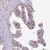 Anti-POLB antibody produced in rabbit Prestige Antibodies&#174; Powered by Atlas Antibodies, affinity isolated antibody, buffered aqueous glycerol solution