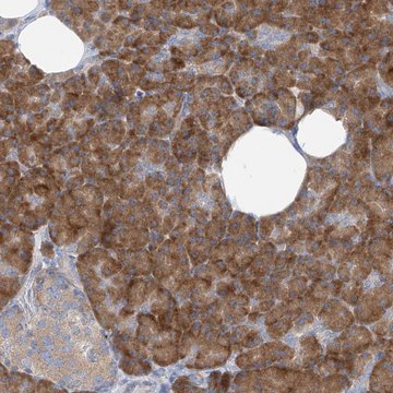 Anti-RPL4 antibody produced in rabbit Prestige Antibodies&#174; Powered by Atlas Antibodies, affinity isolated antibody, buffered aqueous glycerol solution