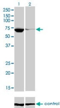 Monoclonal Anti-EBF antibody produced in mouse clone 1G8, purified immunoglobulin, buffered aqueous solution