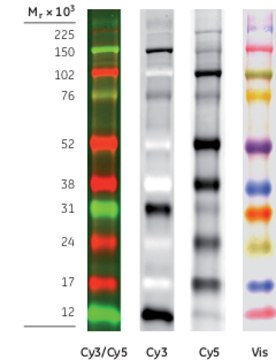 ECL Plex&#8482; Fluorescent Rainbow&#8482; Markers Cytiva RPN851E, pack of 500&#160;&#956;L