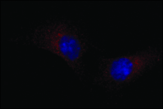 Anti-LRP1 (N-terminal) antibody produced in rabbit ~1.0&#160;mg/mL, affinity isolated antibody, buffered aqueous solution