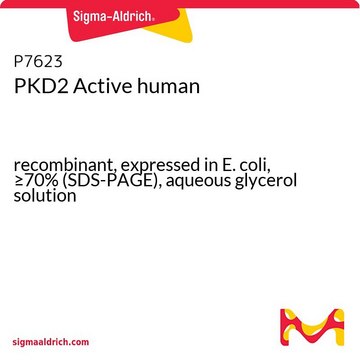 PKD2 Active human recombinant, expressed in E. coli, &#8805;70% (SDS-PAGE), aqueous glycerol solution