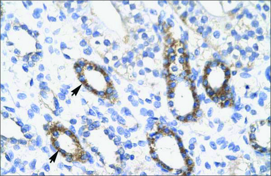 Anti-SOX10 antibody produced in rabbit affinity isolated antibody