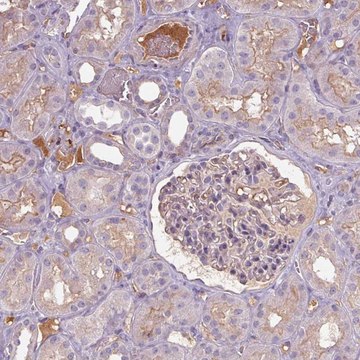 Anti-APOC4 antibody produced in rabbit Prestige Antibodies&#174; Powered by Atlas Antibodies, affinity isolated antibody, buffered aqueous glycerol solution