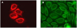 LentiBrite Calreticulin-RFP-KDEL Lentiviral Biosensor