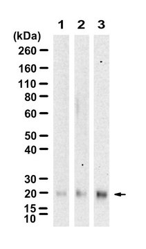 Anti-H-Ras Antibody, clone 3B13 ZooMAb&#174; Rabbit Monoclonal recombinant, expressed in HEK 293 cells