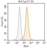 Anti-FasL/CD178 Antibody, clone 2O22 ZooMAb&#174; Rabbit Monoclonal recombinant, expressed in HEK 293 cells