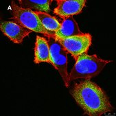 Anti-EGFR Antibody, clone 11E19, ZooMAb&#174; Rabbit Monoclonal recombinant, expressed in HEK 293 cells