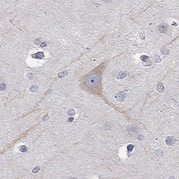 Anti-PCDH11X antibody produced in rabbit Prestige Antibodies&#174; Powered by Atlas Antibodies, affinity isolated antibody, buffered aqueous glycerol solution