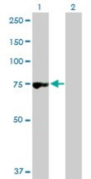Anti-RNPEP antibody produced in rabbit purified immunoglobulin, buffered aqueous solution