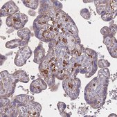 Anti-CD33 antibody produced in rabbit Prestige Antibodies&#174; Powered by Atlas Antibodies, affinity isolated antibody, buffered aqueous glycerol solution
