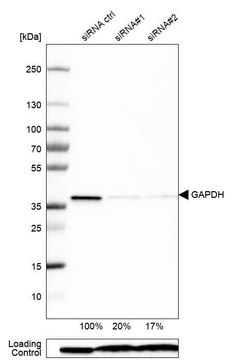 Monoclonal Anti-GAPDH antibody produced in mouse Prestige Antibodies&#174; Powered by Atlas Antibodies, clone CL3265, purified immunoglobulin