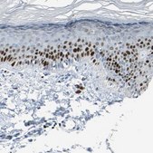 Anti-MCM4 antibody produced in rabbit Prestige Antibodies&#174; Powered by Atlas Antibodies, affinity isolated antibody, buffered aqueous glycerol solution
