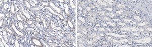 Anti-Integrin &#945;V Antibody, clone 272-17E6 ZooMAb&#174; Mouse Monoclonal recombinant, expressed in HEK 293 cells