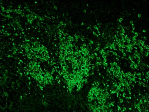 Anti-Goat IgG (whole molecule)–FITC antibody produced in rabbit IgG fraction of antiserum, buffered aqueous solution