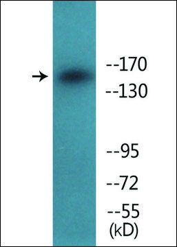 Anti-phospho-IGF1R (pTyr1161) antibody produced in rabbit affinity isolated antibody