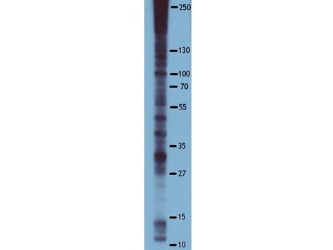 Anti-Phosphoserine Antibody, clone 4A4, HRP Conjugate clone 4A4, Upstate&#174;, from mouse