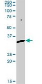 Anti-SNX11 antibody produced in rabbit purified immunoglobulin, buffered aqueous solution