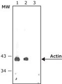 Conjugué anticorps anti-IgG de lapin (molécule entière)–phosphatase alcaline antibody produced in goat affinity isolated antibody, buffered aqueous solution