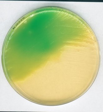 GranuCult&#174; plus Letheen-Agar Base modified according to FDA-BAM, suitable for microbiology