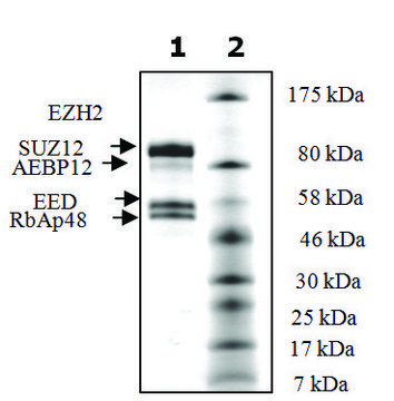 EZH2 /EED/SUZ12/RbAp48/AEBP2 human recombinant, expressed in baculovirus infected Sf9 cells, &#8805;90% (SDS-PAGE)