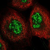 Anti-C6orf106 antibody produced in rabbit Prestige Antibodies&#174; Powered by Atlas Antibodies, affinity isolated antibody, buffered aqueous glycerol solution