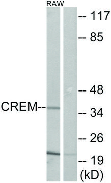 Anti-CREM antibody produced in rabbit affinity isolated antibody