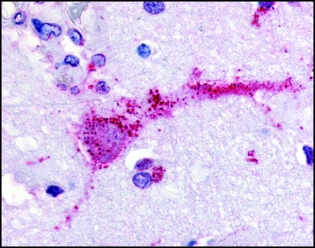 Anti-GPR3 (AB1) antibody produced in rabbit affinity isolated antibody, buffered aqueous solution