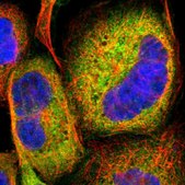 Anti-LAMA3 antibody produced in rabbit Prestige Antibodies&#174; Powered by Atlas Antibodies, affinity isolated antibody, buffered aqueous glycerol solution