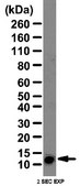 Anti-SCA-1 Antibody from rabbit, purified by affinity chromatography