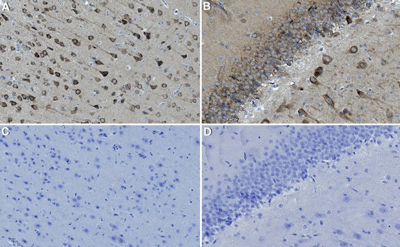 Anti-Homer 1 Antibody, clone 1F5 ZooMAb&#174; Rabbit Monoclonal recombinant, expressed in HEK 293 cells