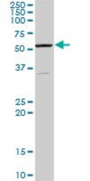 Anti-AAAS antibody produced in rabbit purified immunoglobulin, buffered aqueous solution