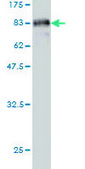Monoclonal Anti-CAMK2B antibody produced in mouse clone S11, purified immunoglobulin, buffered aqueous solution
