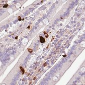 Monoclonal Anti-CHGA antibody produced in mouse Prestige Antibodies&#174; Powered by Atlas Antibodies, clone CL0166, purified immunoglobulin, buffered aqueous glycerol solution