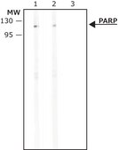 Anti-PARP antibody produced in rabbit affinity isolated antibody, buffered aqueous solution