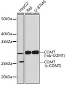 Anti-COMT Antibody, clone 9Y2A3, Rabbit Monoclonal