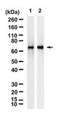 Anti-SHP-1/PTPN6 Antibody, clone 1D20 ZooMAb&#174; Rabbit Monoclonal recombinant, expressed in HEK 293 cells