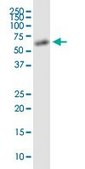 Monoclonal Anti-AAAS antibody produced in mouse clone 5A1, purified immunoglobulin, buffered aqueous solution