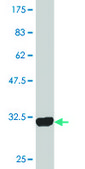 Monoclonal Anti-PLP1 antibody produced in mouse clone 2D7, purified immunoglobulin, buffered aqueous solution