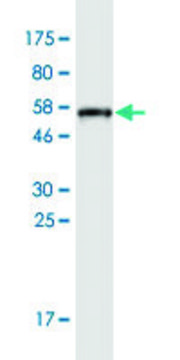 Monoclonal Anti-APOA1 antibody produced in mouse clone 3A11-1A9, purified immunoglobulin, buffered aqueous solution